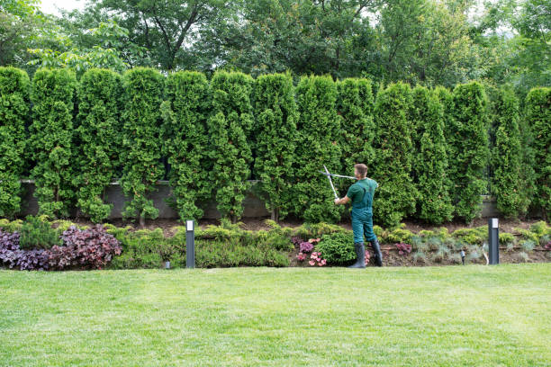 Lawn Renovation and Restoration in Randallstown, MD